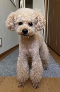 さくさく
